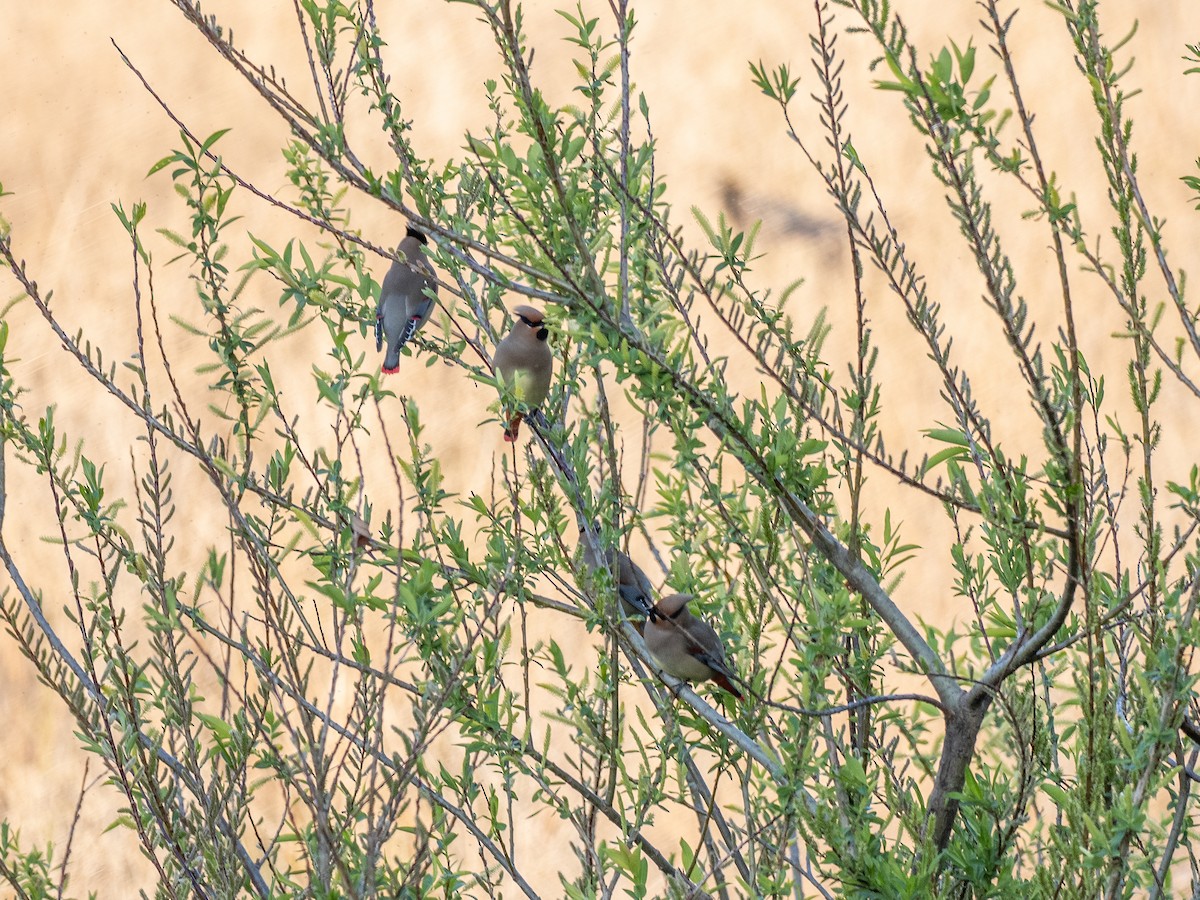 Japanese Waxwing - ML636218188