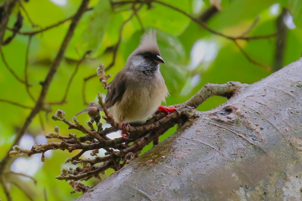 Speckled Mousebird - ML636218221