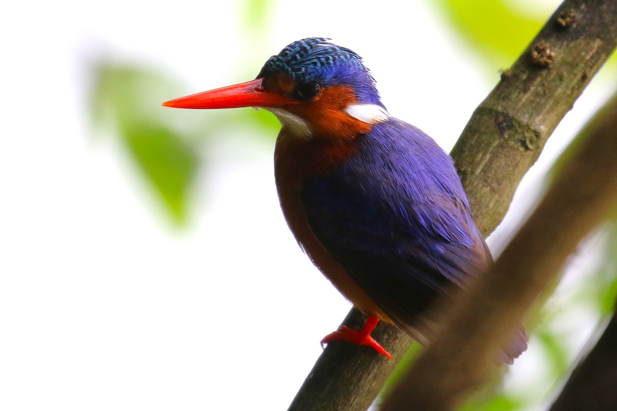 Malachite Kingfisher - ML636218227
