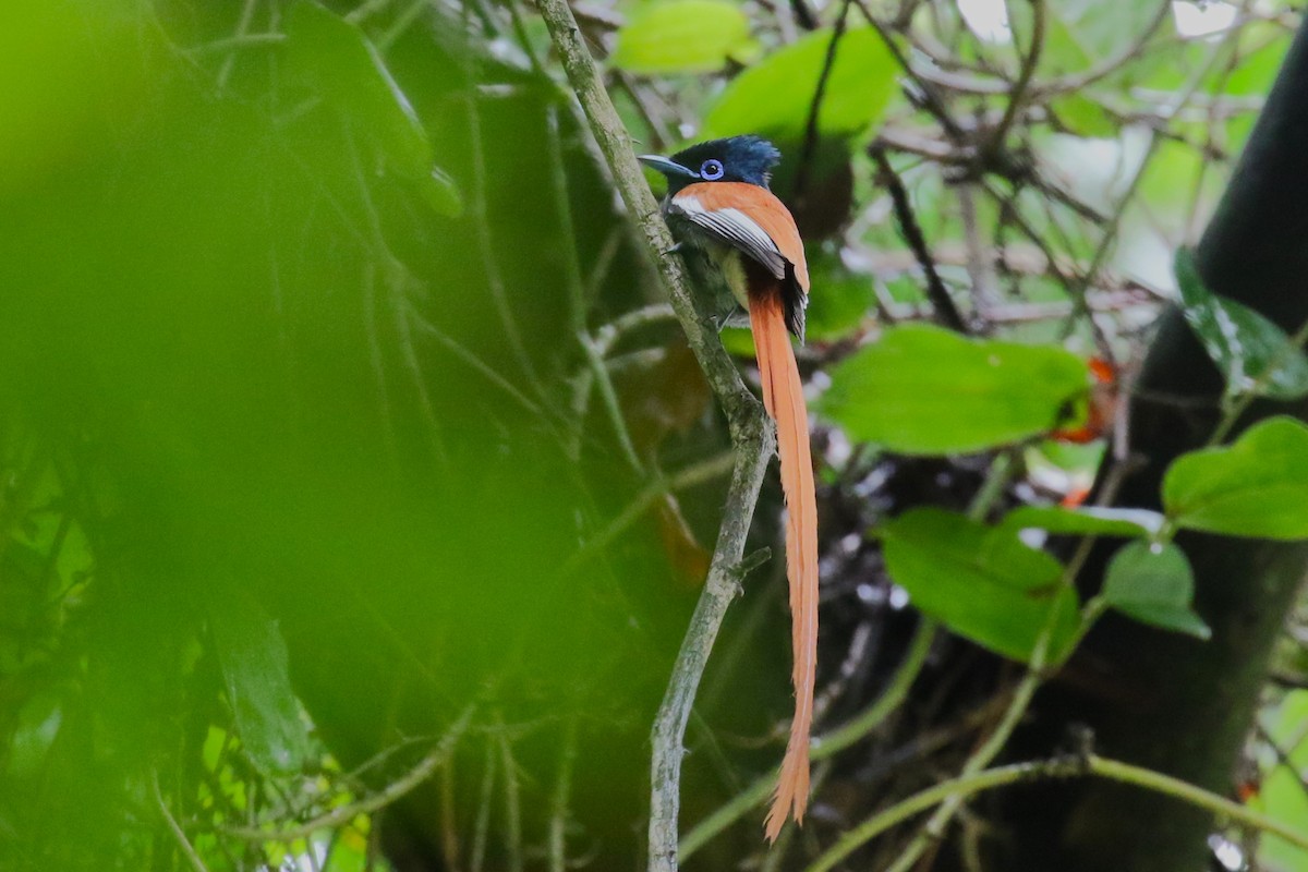 African Paradise-Flycatcher - ML636218232