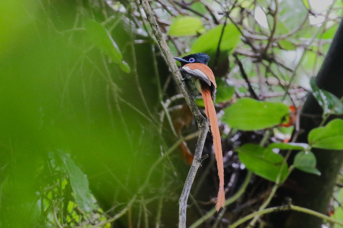 African Paradise-Flycatcher - ML636218233