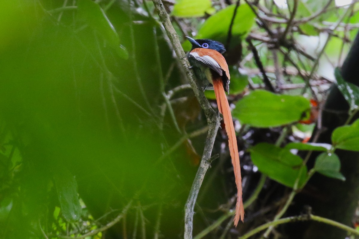 African Paradise-Flycatcher - ML636218234