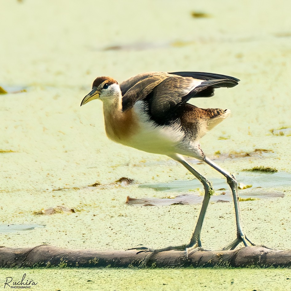 Bronze-winged Jacana - ML636218236