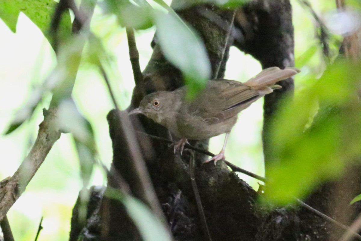 Gray-olive Greenbul - ML636218239
