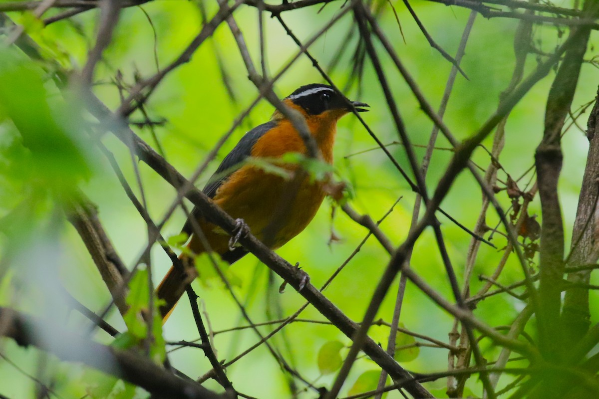 Rüppell's Robin-Chat - ML636218244