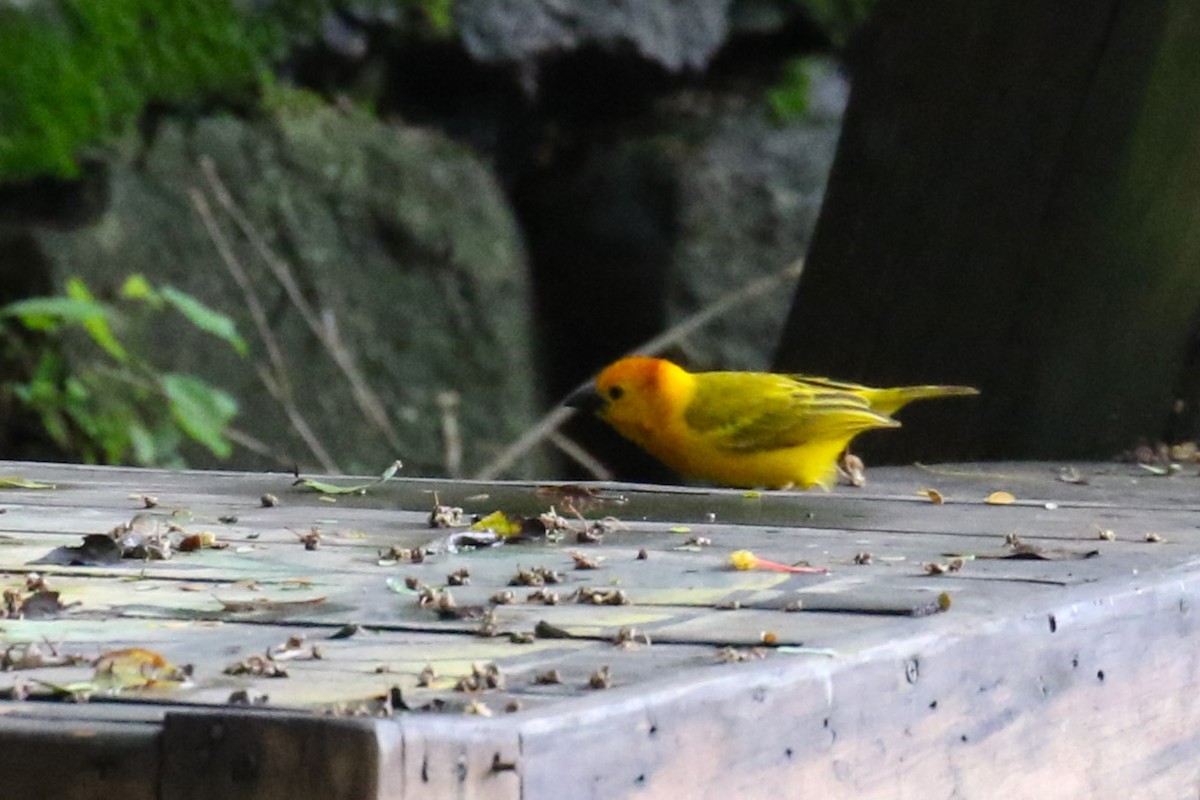 Taveta Golden-Weaver - ML636218247