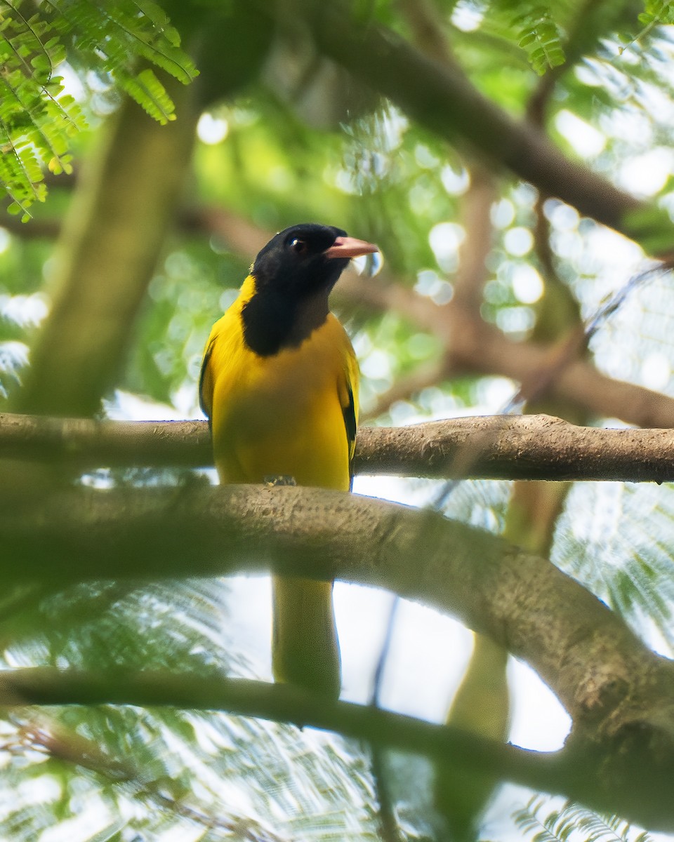 Rufous Treepie - ML636218268