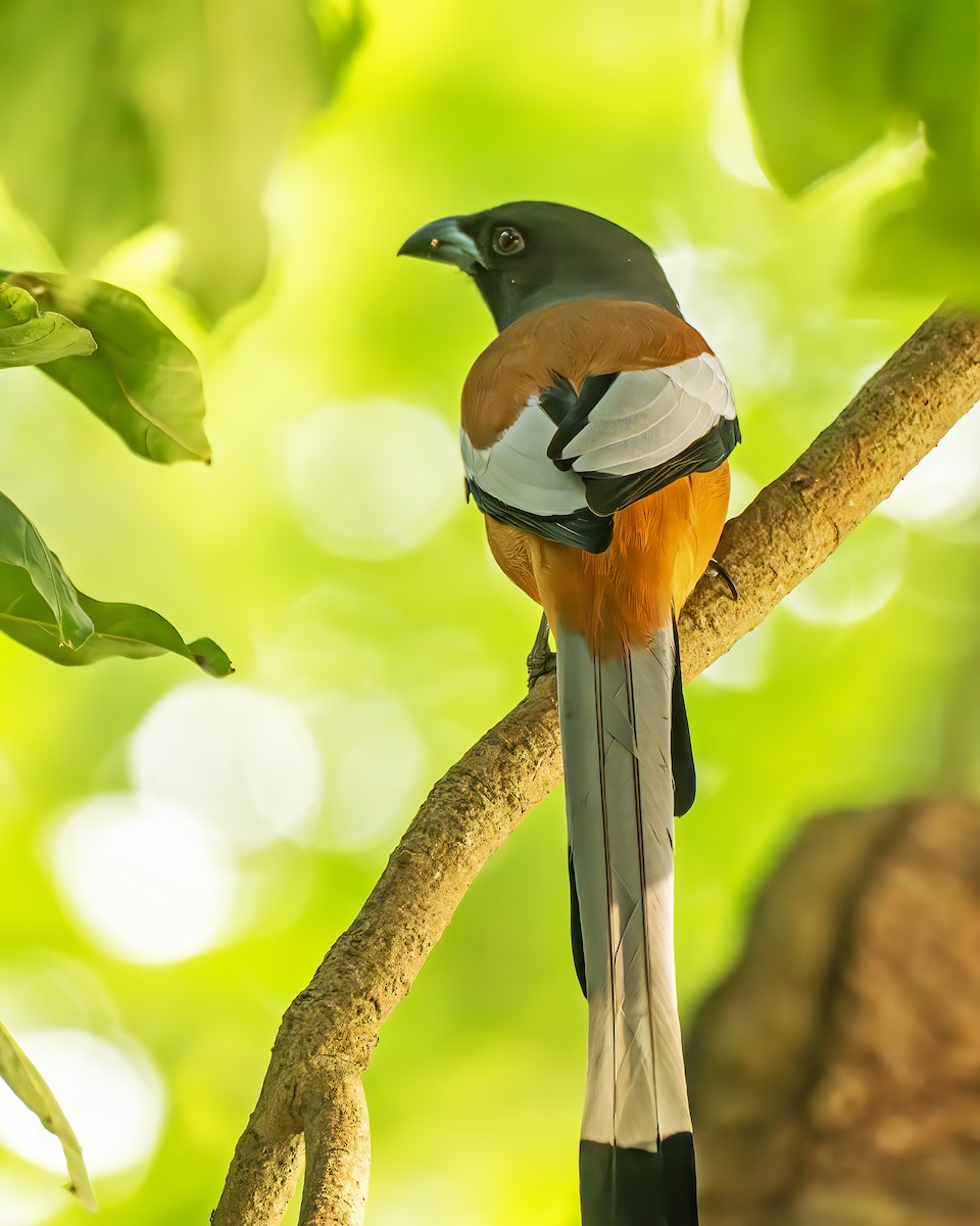 Rufous Treepie - ML636218270