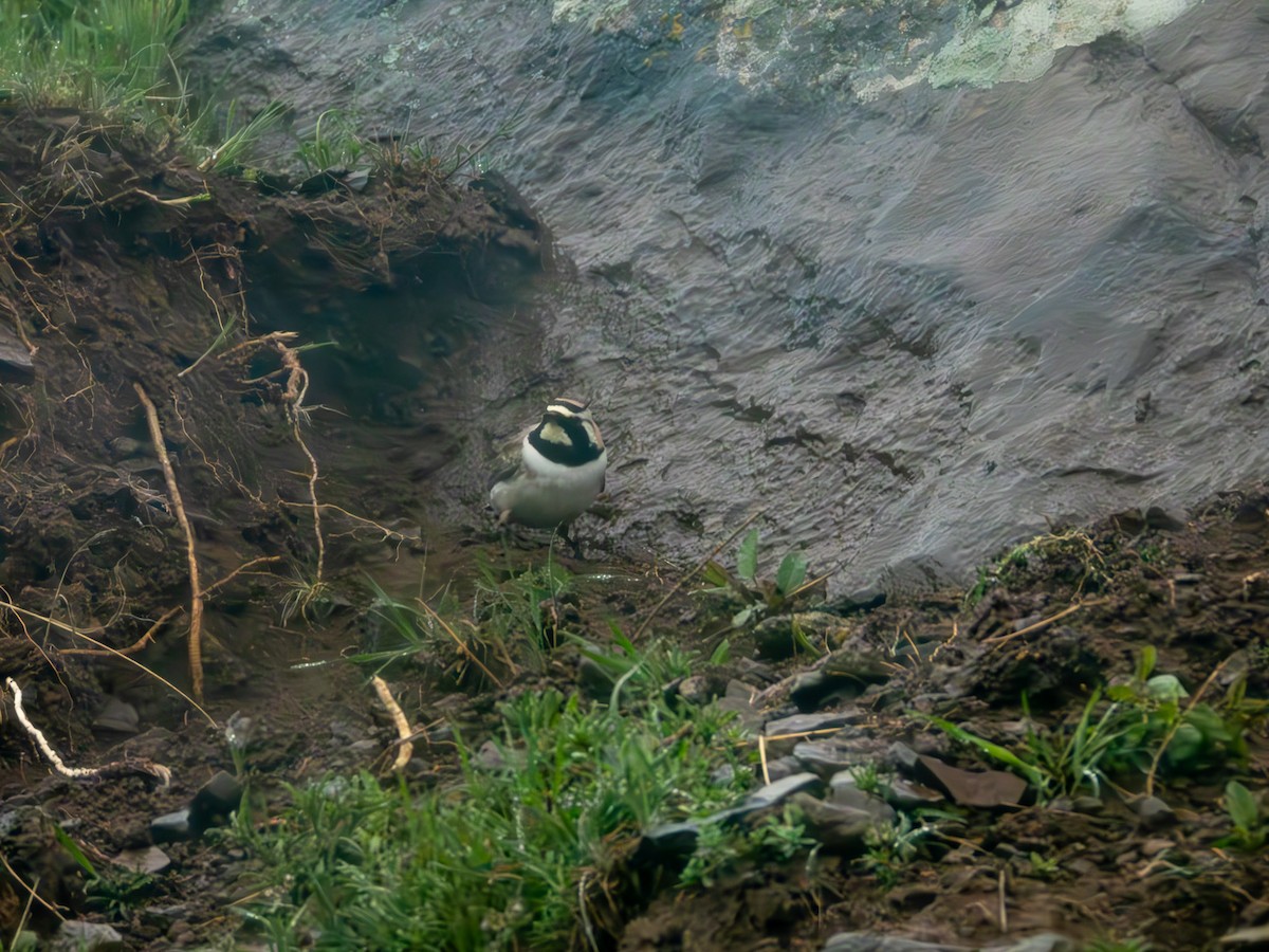 Horned Lark - ML636218271