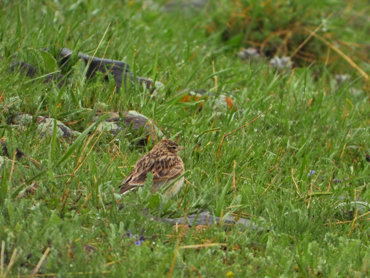 Eurasian Skylark - ML636218294