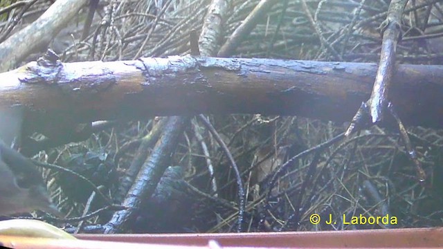 Eurasian Blackcap - ML636218296