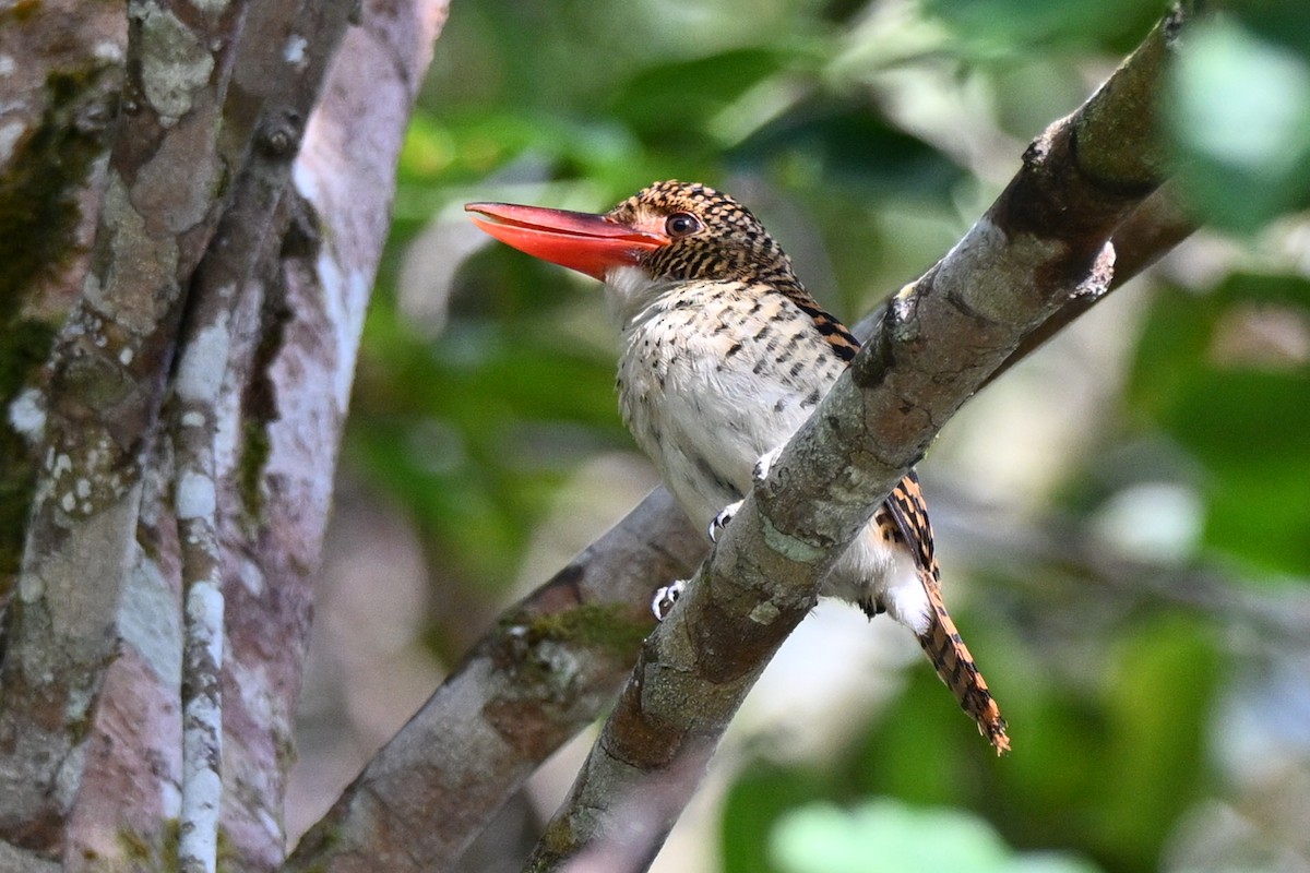 Banded Kingfisher - ML636218310