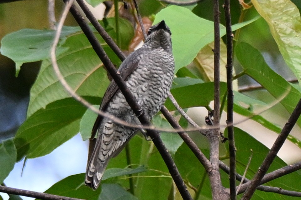 Lesser Cuckooshrike - ML636218335