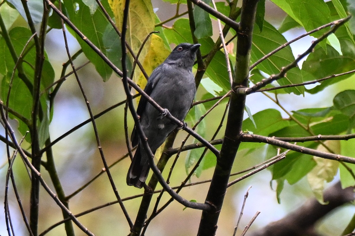 Lesser Cuckooshrike - ML636218336