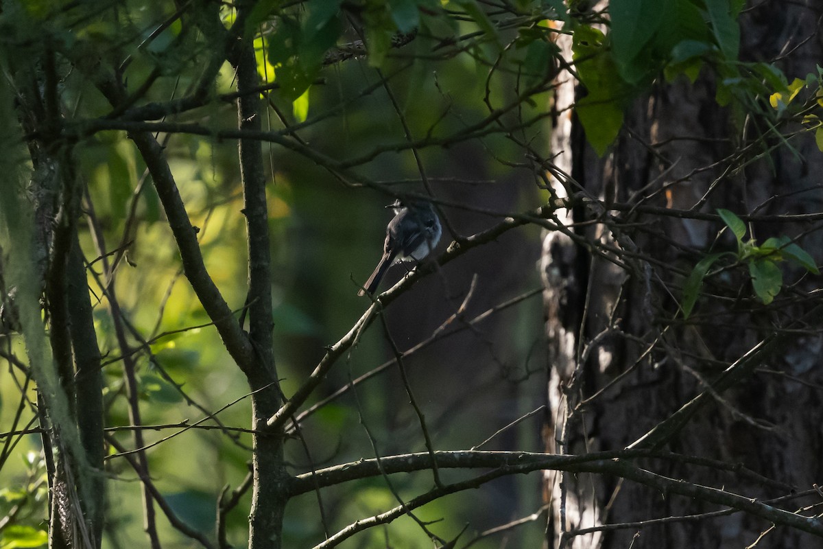 White-crested Tyrannulet (White-bellied) - ML636218339