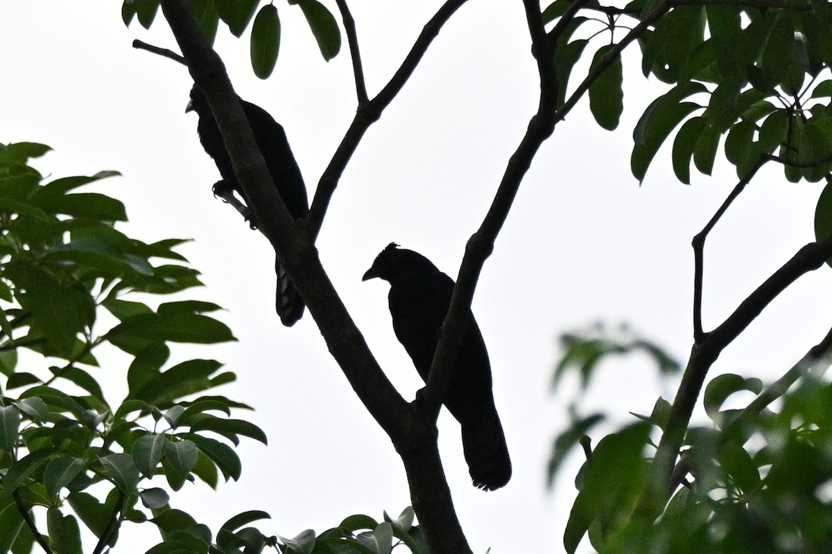 Bornean Black Magpie - ML636218345