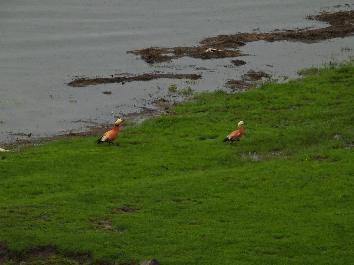 Ruddy Shelduck - ML636218350