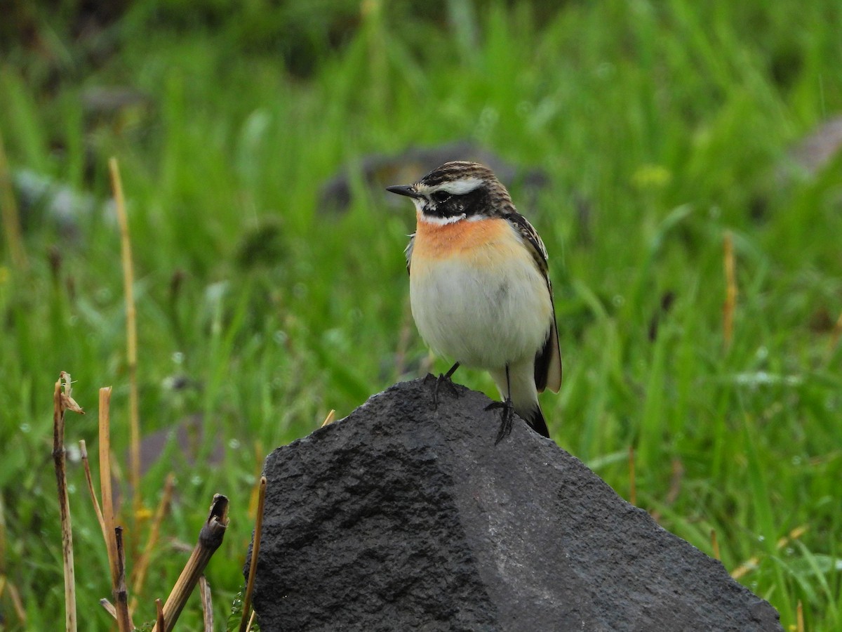 Whinchat - ML636218366