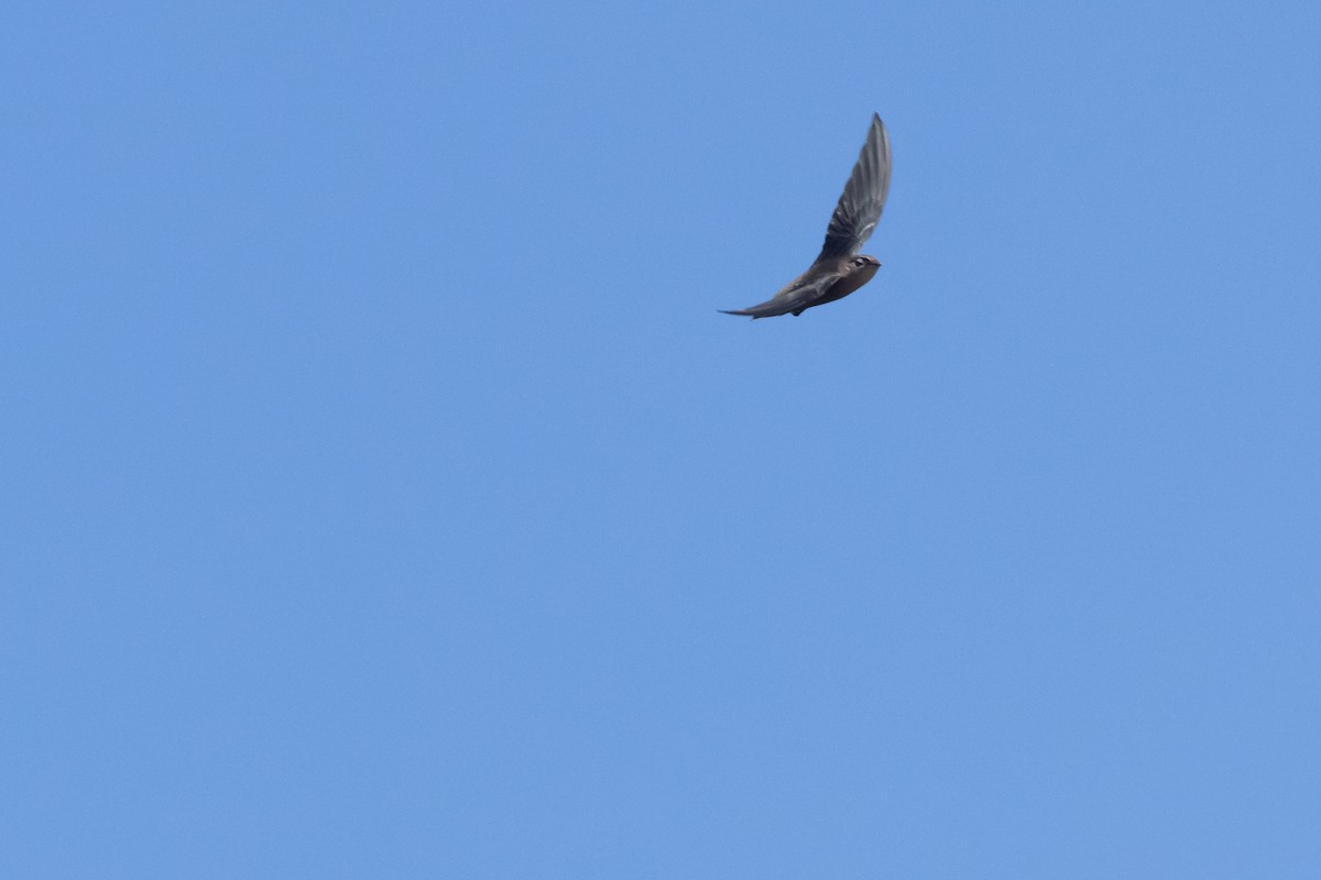 Sick's Swift - ML636218412