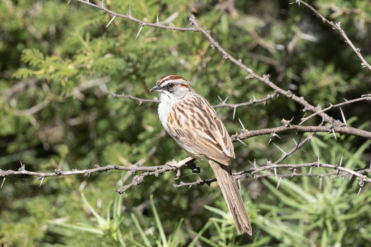 Yungas Sparrow - ML636218422