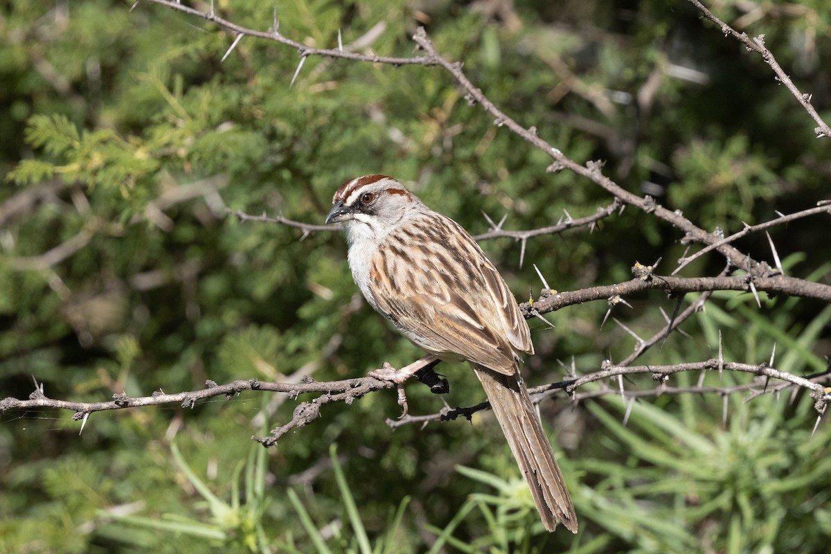 Yungas Sparrow - ML636218426