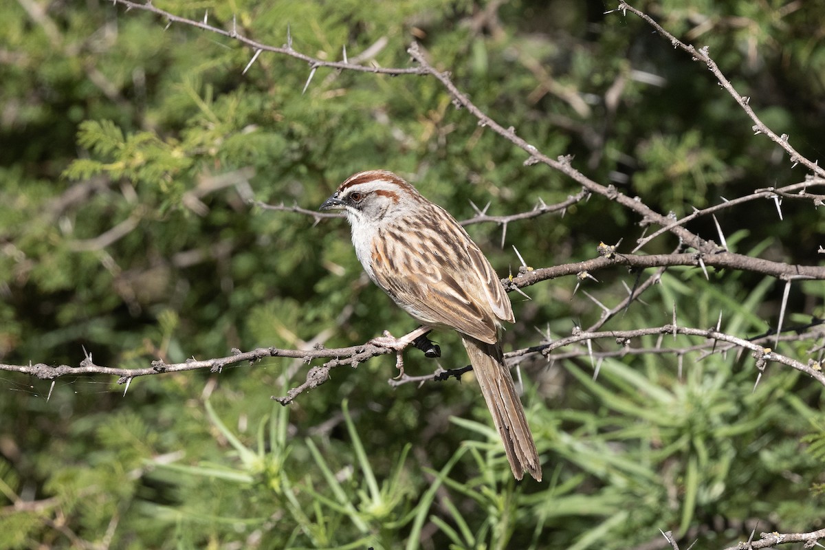 Yungas Sparrow - ML636218432