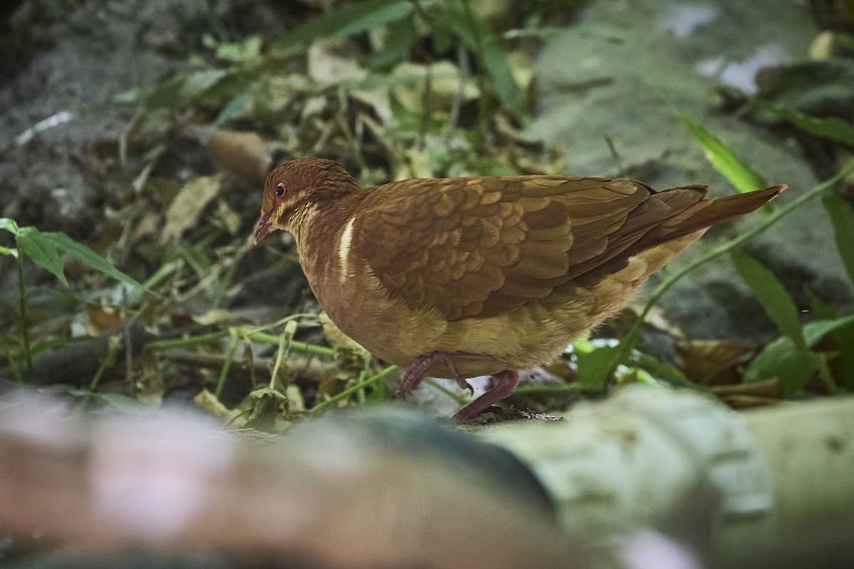 Ruddy Quail-Dove - ML636218437