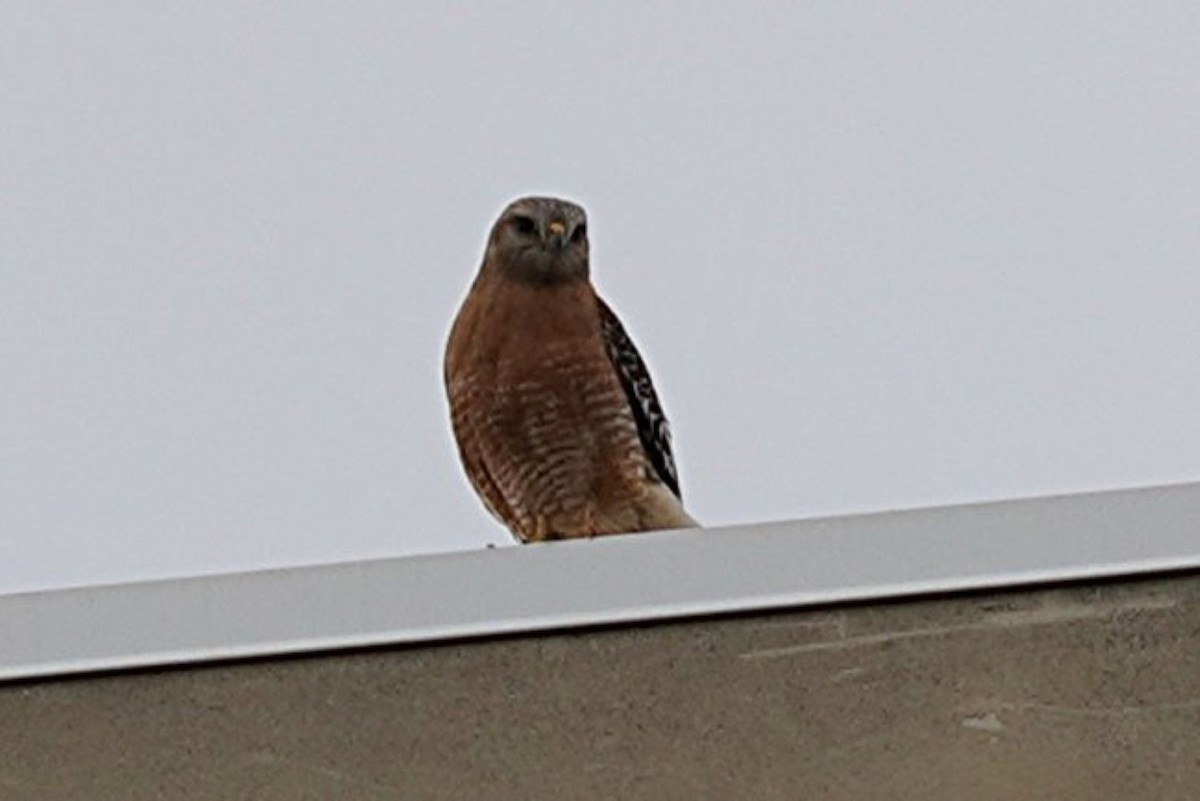 Red-shouldered Hawk - ML636218445