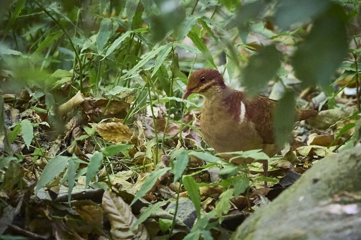 Ruddy Quail-Dove - ML636218446