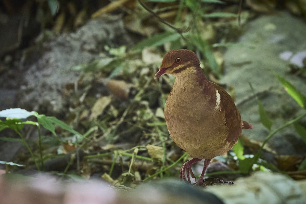 Ruddy Quail-Dove - ML636218461