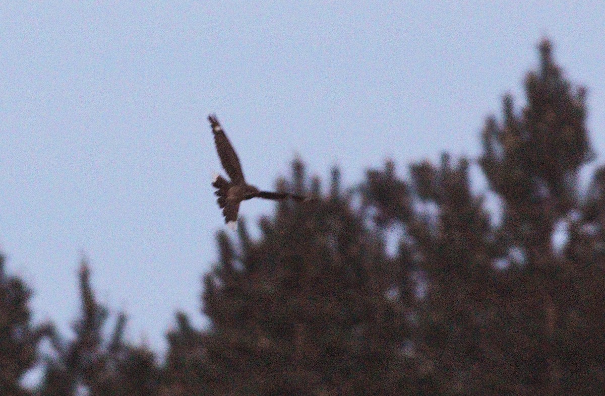 Eurasian Nightjar - ML636218487