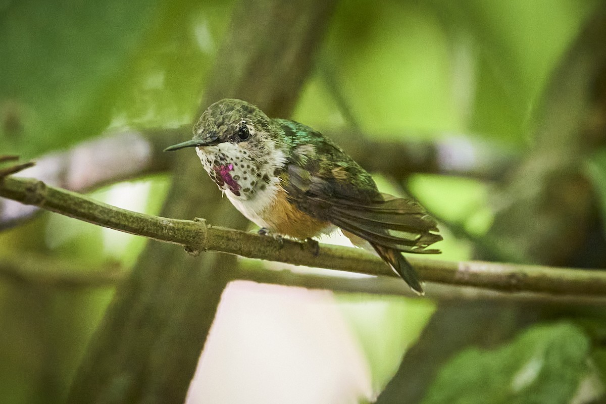 Bumblebee Hummingbird - ML636218494