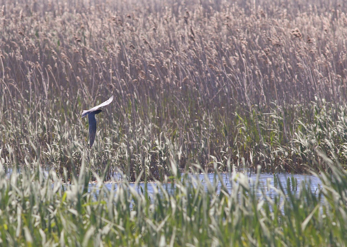 Black Tern - ML636218501