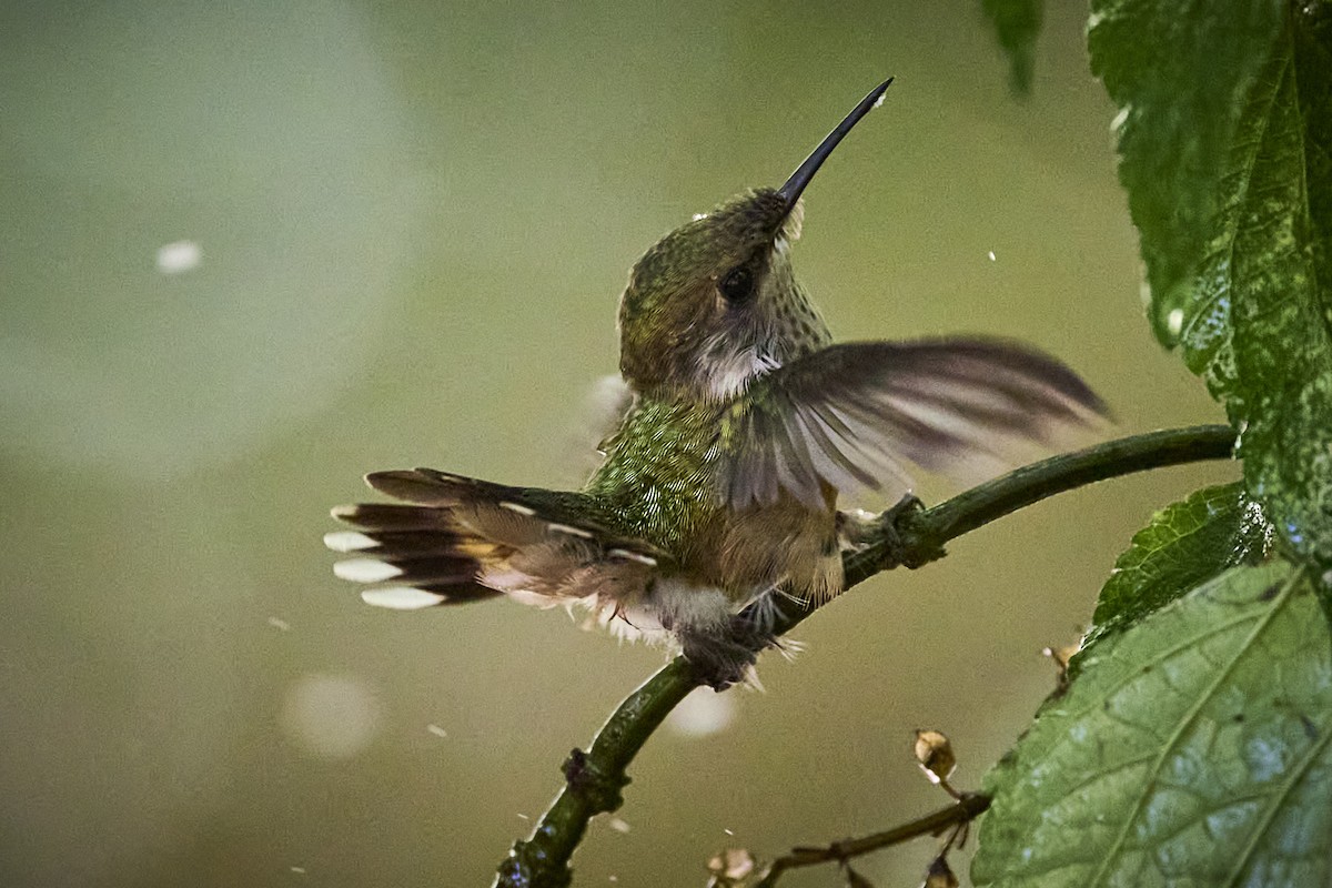 Bumblebee Hummingbird - ML636218504