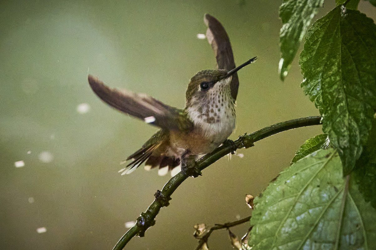 Bumblebee Hummingbird - ML636218505