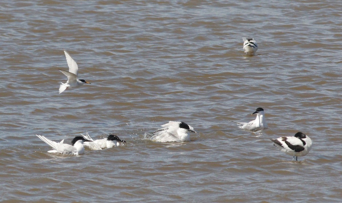 Little Tern - ML636218508