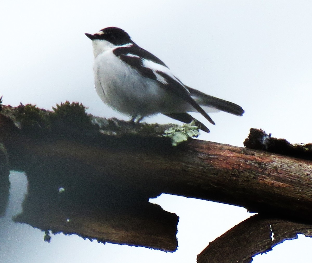Semicollared Flycatcher - ML636218568