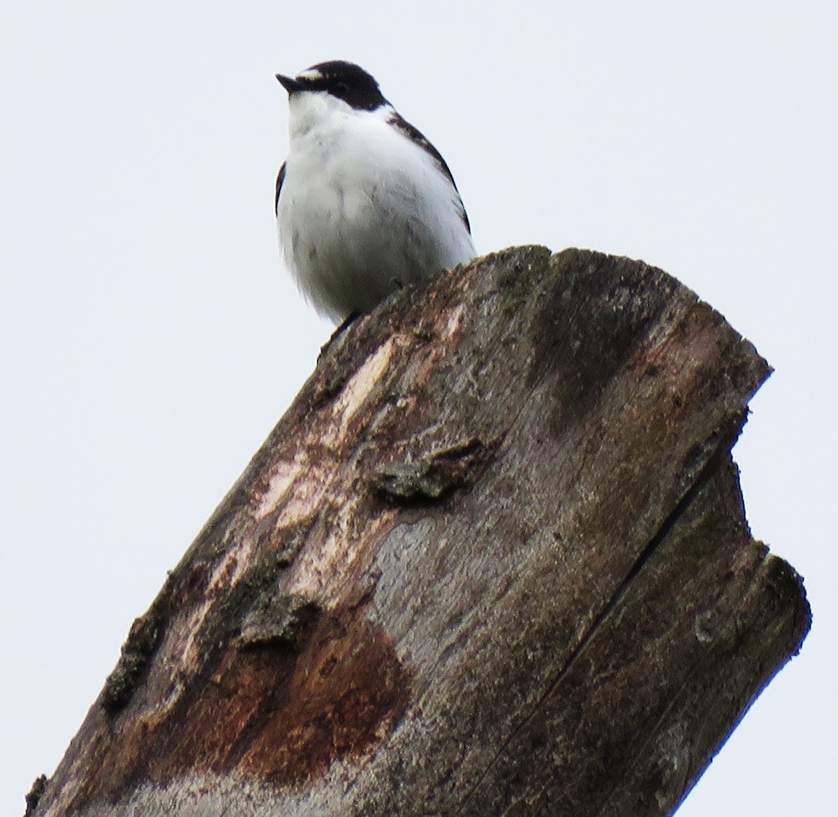 Semicollared Flycatcher - ML636218569