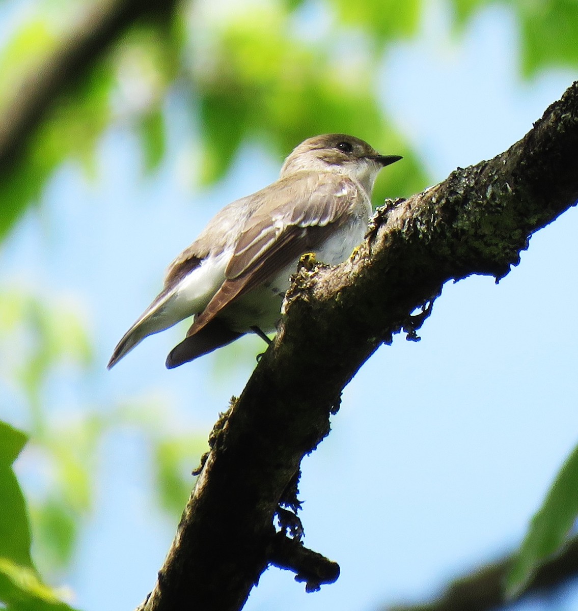 Semicollared Flycatcher - ML636218571