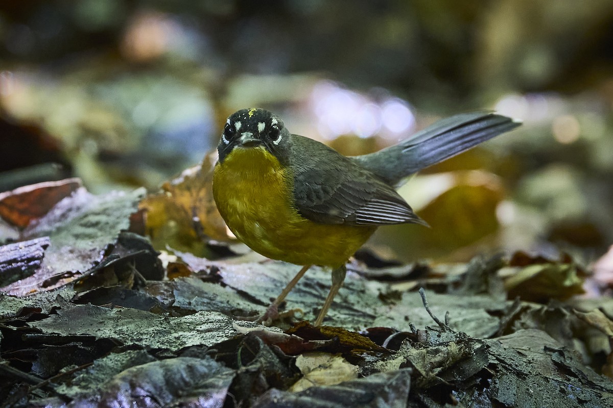 Fan-tailed Warbler - ML636218592