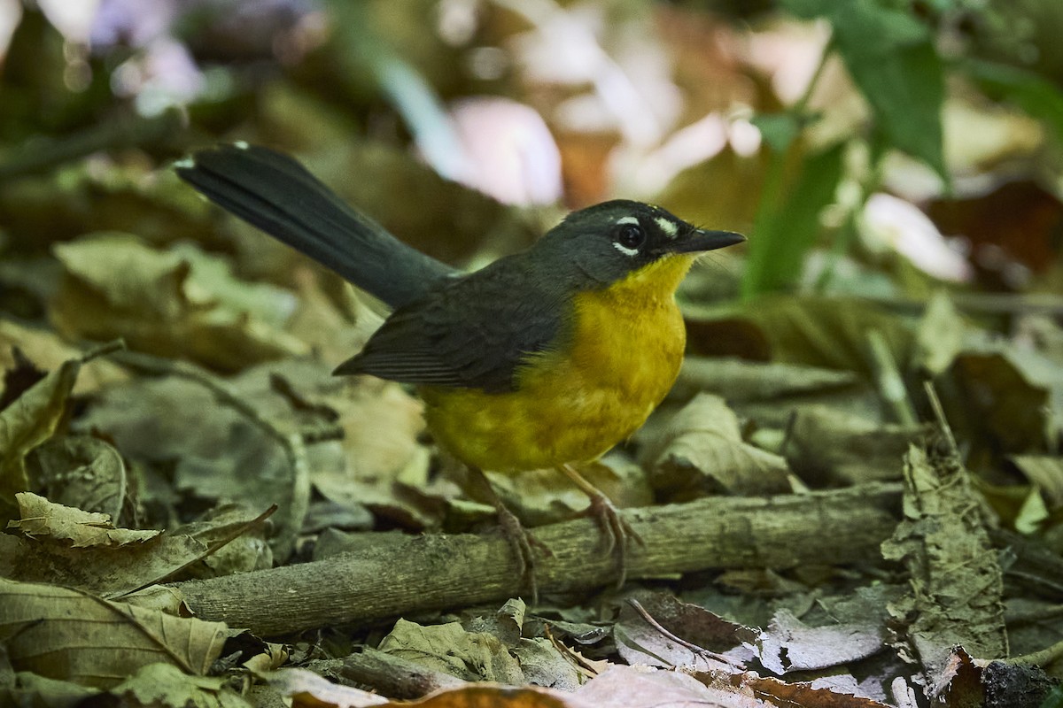 Fan-tailed Warbler - ML636218593