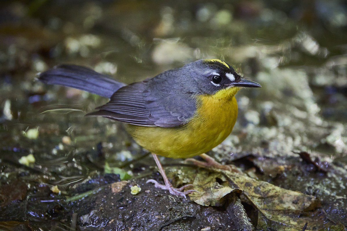 Fan-tailed Warbler - ML636218596