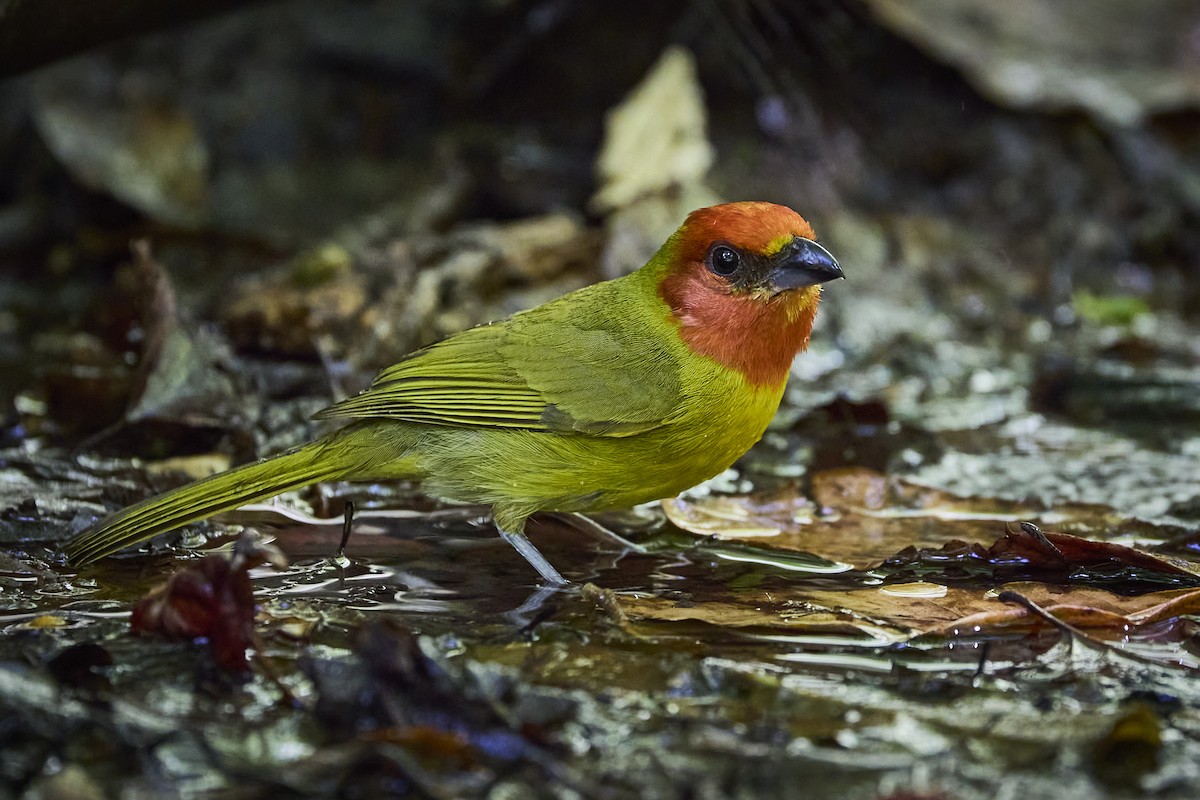 Red-headed Tanager - ML636218686