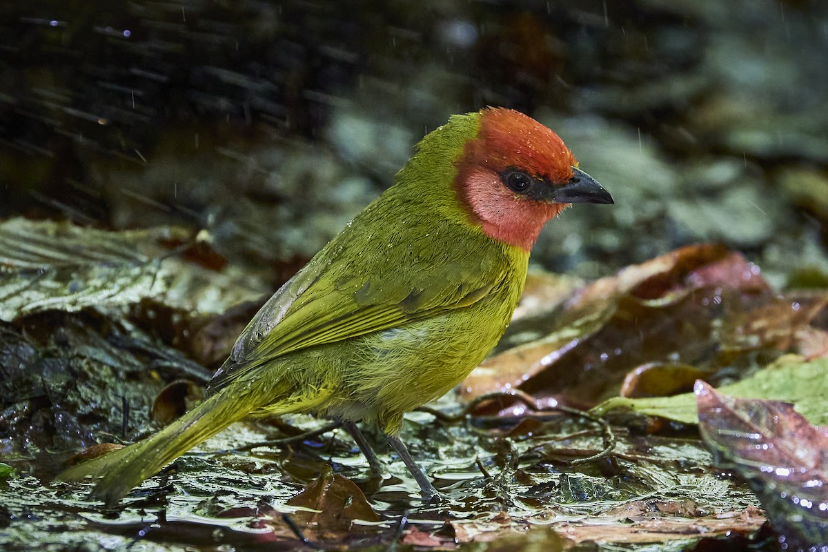 Red-headed Tanager - ML636218690