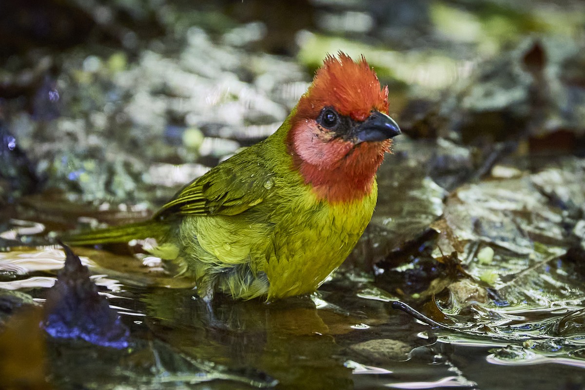 Red-headed Tanager - ML636218697