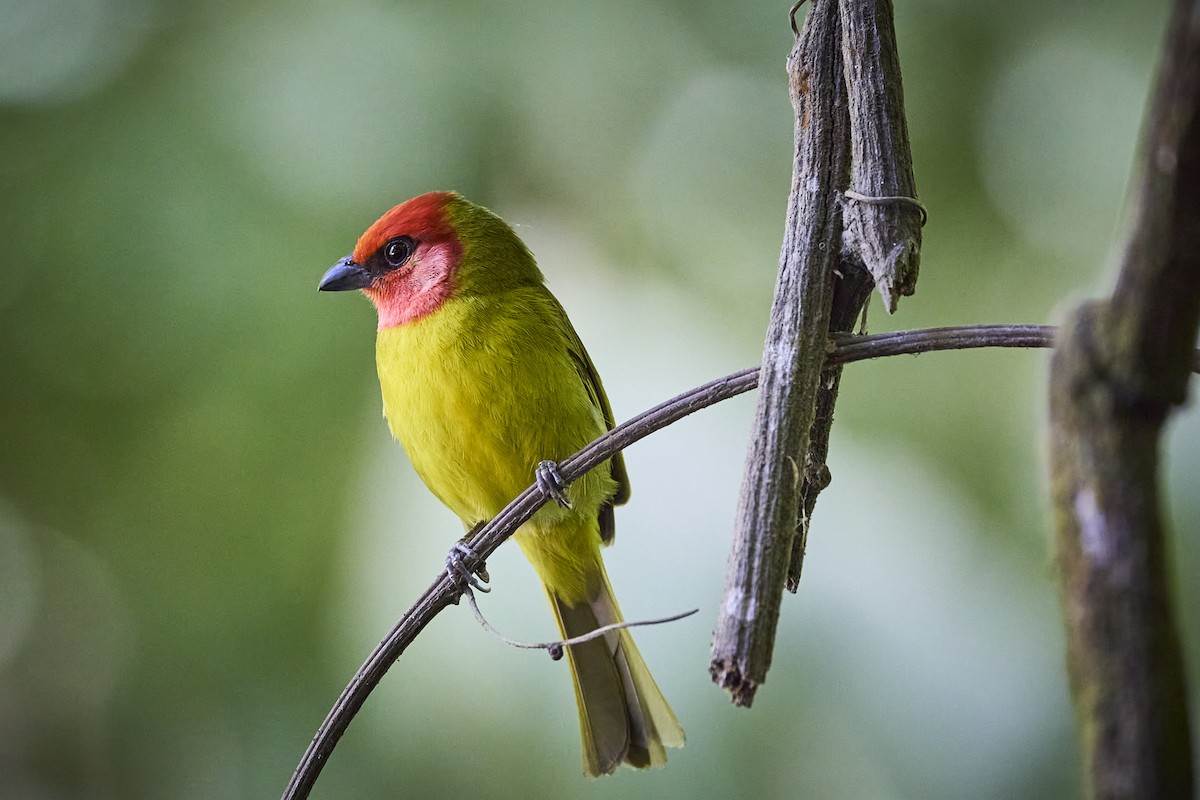 Red-headed Tanager - ML636218700