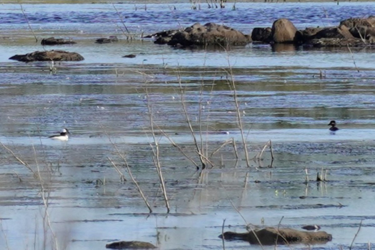 Bufflehead - ML636218781