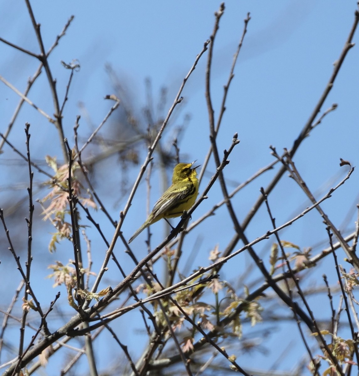 Paruline des prés - ML636218843