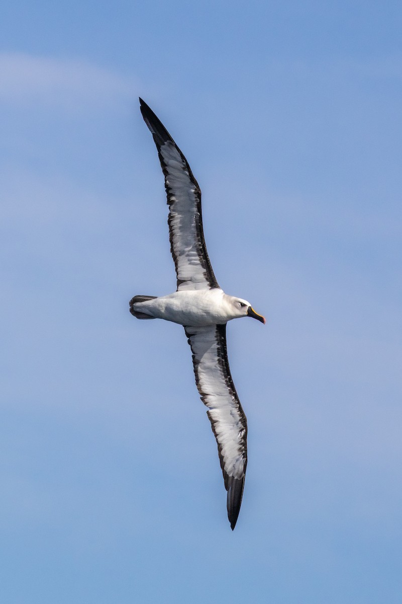 Albatros Picofino Atlántico - ML636219254