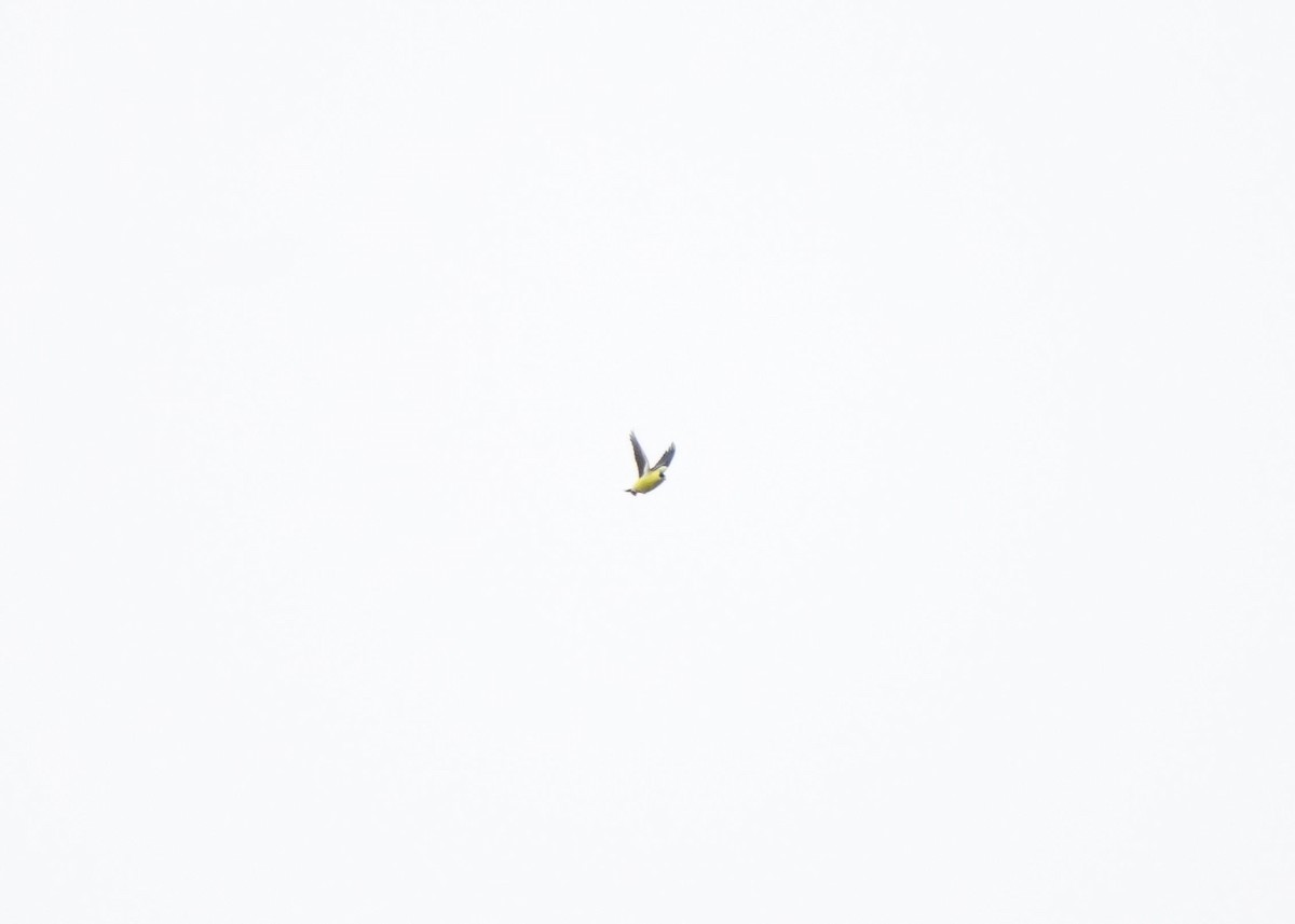 American Goldfinch - ML636219257